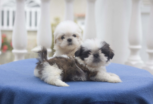 Shih Tzu Machos