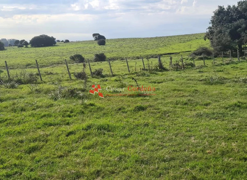 Venta -campo En Rocha 422 Hectáreas 