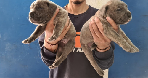 Cachorros Cane Corso Con Fca Mercado Libre