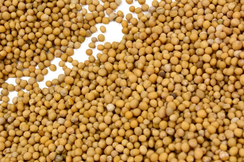 Mostaza Amarilla Semillas 1 Kilo