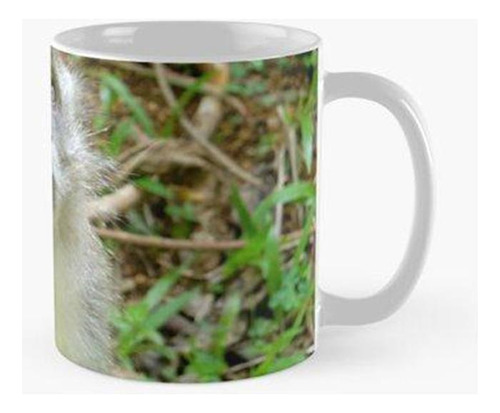 Taza Negocio De Mono En Indonesia Calidad Premium