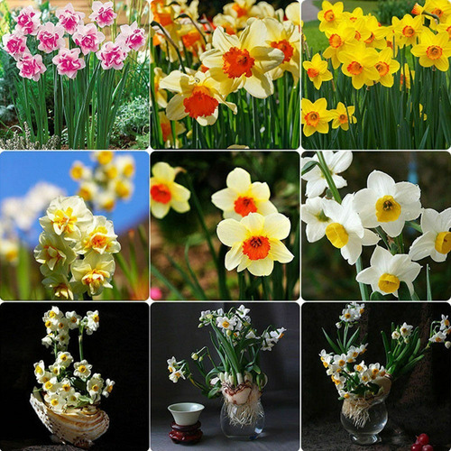Semillas De Narcisos Flor Mix Colores Envío A Todo Chile