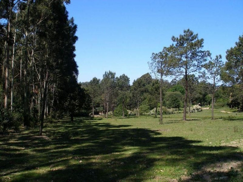 Imagen 3 de 6 de Chacra En Camino Lussich, Punta Ballena