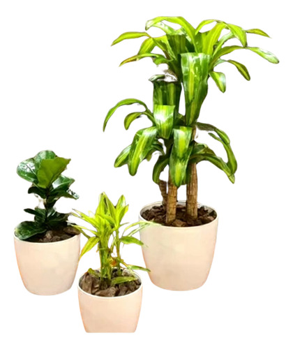 Ficus Pandurata,  Dracena Y Palo De Agua En Maceta Premium 