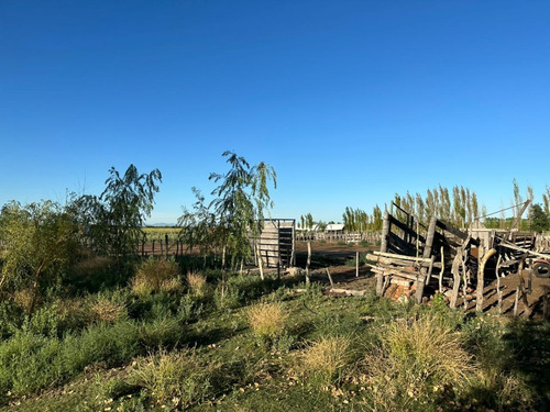 Imagen 4 de 17 de Vendo Campo De 300ha, San Rafael, Mendoza