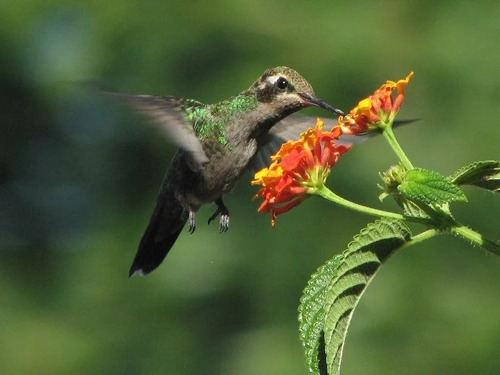 Imagen 6 de 6 de Bebedero Para Colibri Picaflor Comedero Aves Nectar Elpe