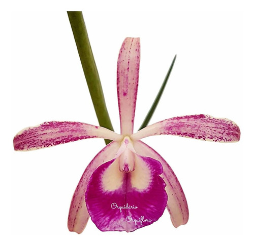 Orquídea B.nodosa X C. Leopoldii Planta Adulta No Cachepot