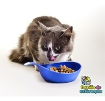 Imagen 5 de 6 de Kit Accesorios Para Gatos