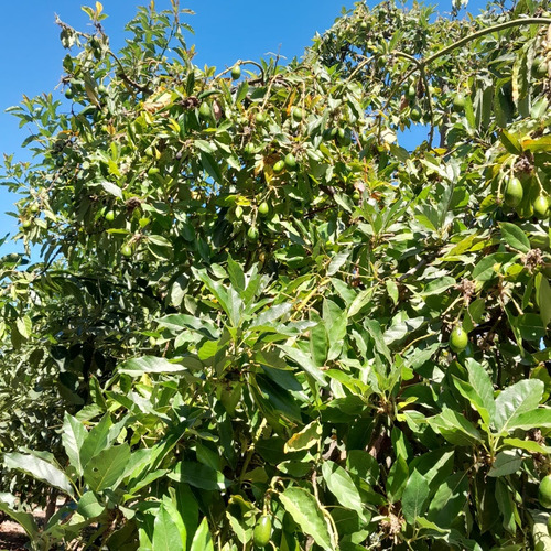 Oportunidad Única En Peumo
