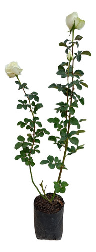 2 Rosas - Rosales De 60cm Elige El Color Que Te Guste