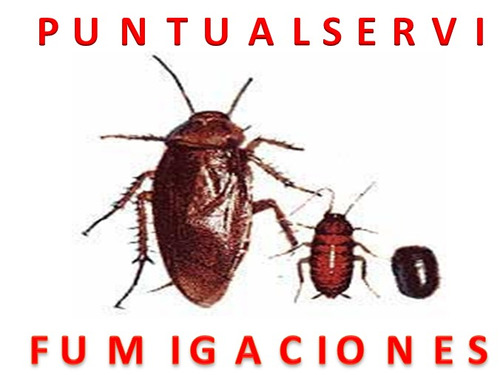 Imagen 3 de 10 de Fumigacion Abejas, Chiripas, Zancudos, Pulgas Roedores Covid