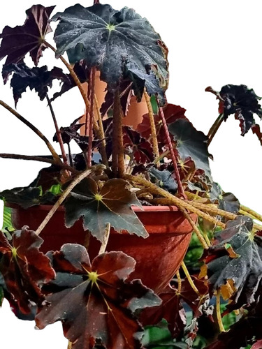 Begonia Negra Colgante.-