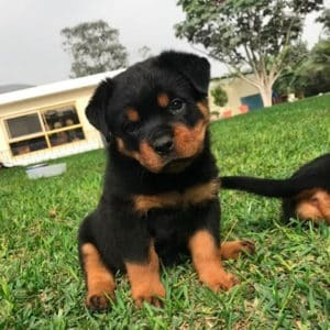 Rottweiler Cachorros Puros Listos Para Entregar