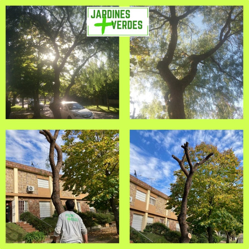 Jardinero Corte De Pasto, Podas,colocación Cesped,