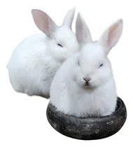 Comprar Conejos Blanco De Florida, Bunnies.