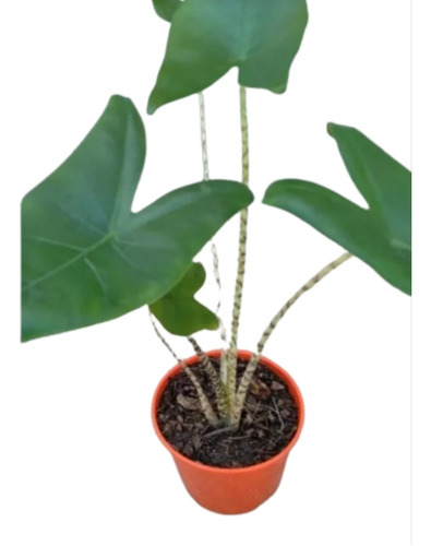 Alocasia Zebrina - Plantas De Interior 