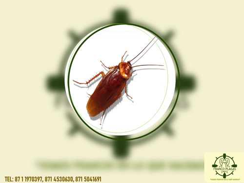 2 Pack Termidor 25 C 250 Ml Mata Termitas Chinches Cucaracha