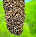 Imagen 8 de 10 de Abejas Colmenas Enjambres Avispas