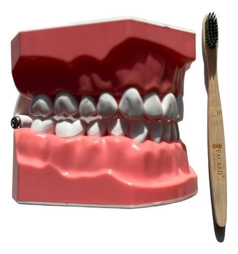 Modelo Anatómico Dental Grande 28 Dientes + Cepillo Pacard