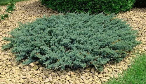 Imagen 2 de 4 de Junípero Horizontal Juniperus Horizontalis, Pino Rastrero