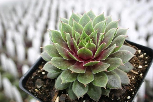Sempervivum Kalinda Set 3 Pzas