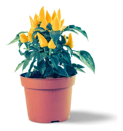 Planta Ají Molido Sustituto