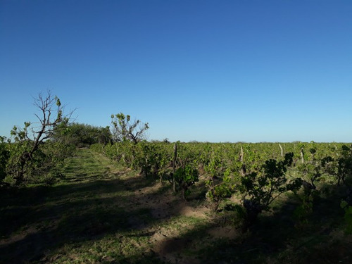 Vendo O Alquilo Finca En El Usillal