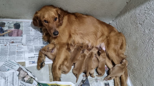 Golden Retriver Entrega El 26 May0 2024