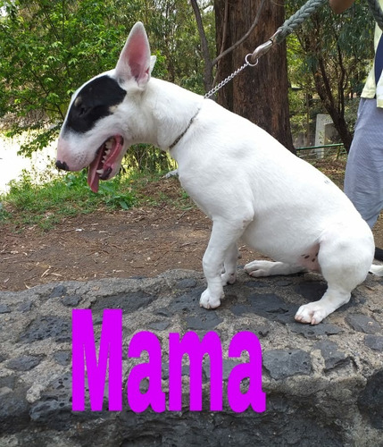 Cachorrita Bullterrie Ingles