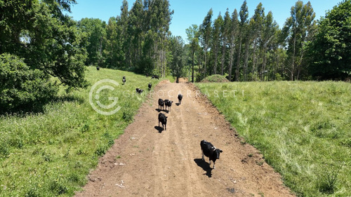 Imagen 11 de 15 de Parcelas Con Acceso A Rio - Robles Del Rahue