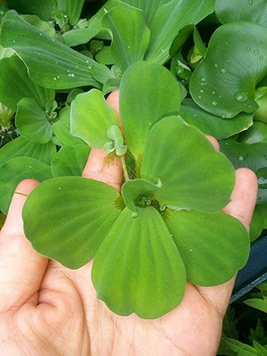 Planta Acuatica Lechuga De Agua