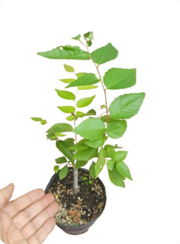 Planta De Zelkova Serrata Zelkova Japonesa Prebonsai Arboles