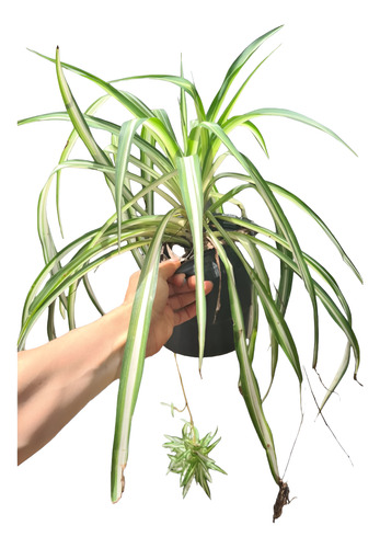 Planta Lazo De Amor Araña Chlorophytum Golgante Maceta 3l