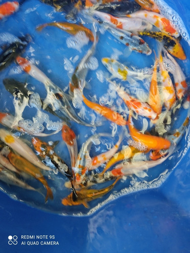 Carpas Koi Ornamentais 30 Unidade De 10cm