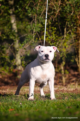 Avatar Staffordshire Bull Terrier Simplemente Lo Mejor