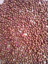 Comprar Semilla Eugenias Cercas Vivas 300 Unidades