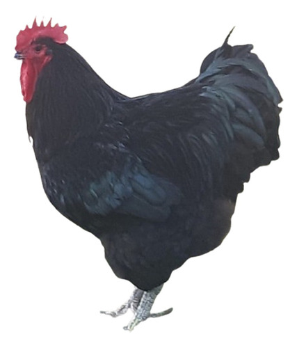 Gigante Negro De Jersey - 6+1 Ovos Cemani Brasil