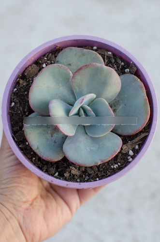 Echeveria Gila Suculenta Colección N° 10/11