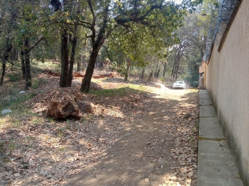 Imagen 5 de 5 de Terreno Arbolado