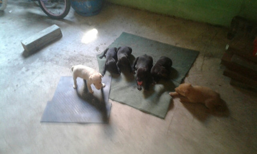 Imagen 3 de 3 de Perros Galgos Puros Lebreros Argentino