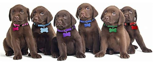 Collares Para Cachorros, Lo Mejor Para Camadas, Collares
