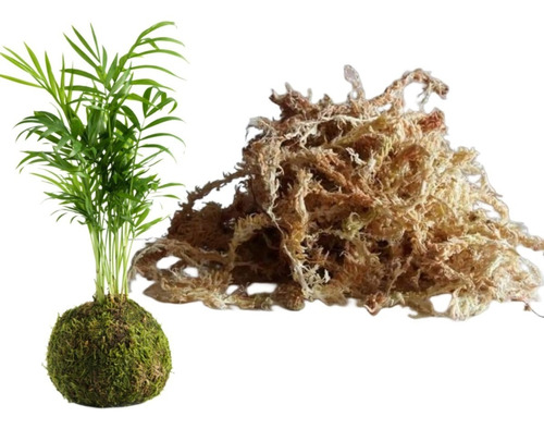 Musgo Sphagnum Para Kokedamas (1 Kilo, No Deshidratado)