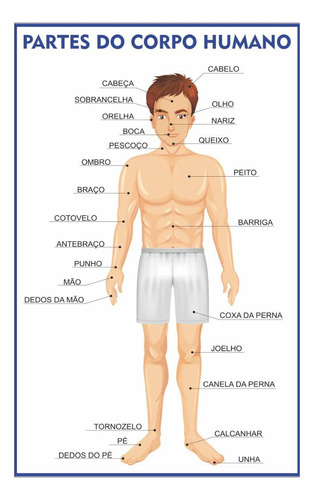 Corpo Humano Anatomia Escolar Painel Lona