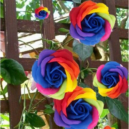 100 Semillas De Enredadera Rosal Arcoiris + Regalo