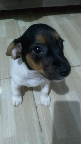 Imagem 5 de 5 de Animais