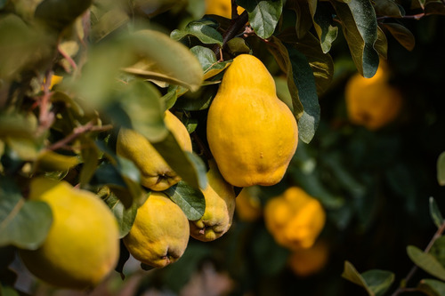 Membrillo , Arbol Frutal