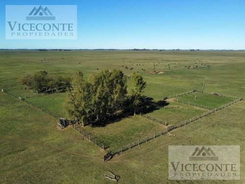 Campo 232,9 Ha Alegre, Partido De General Paz. Buenos Aires.