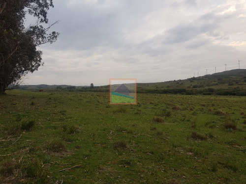 Imagen 14 de 14 de Campo Ganadero 60 Hás Sierras Del Carapé