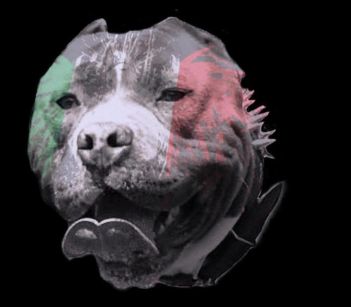 American Bully
