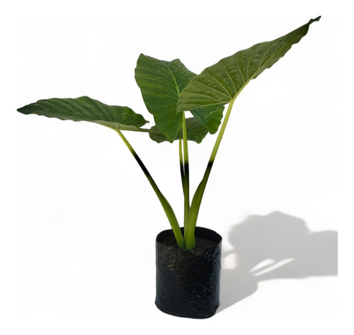 Manto De Eva / Alocasia / Grandes/vivero Inscrito Sag